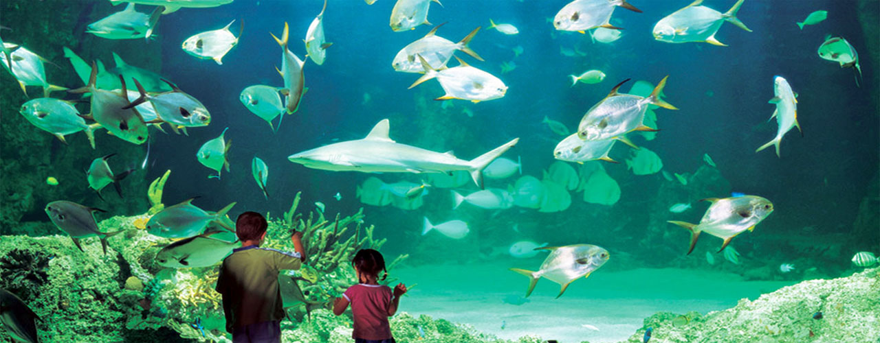 Sydney Aquarium - Bảo tàng hải dương học nổi tiếng của du lịch Úc