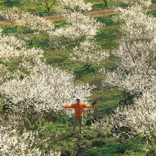 Vùng Tây Bắc Hoa Mận Nở Trắng Trời Tháng 3