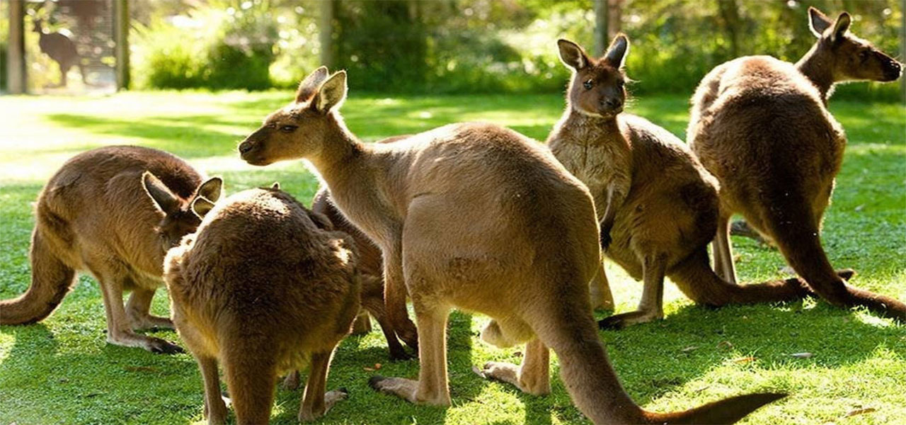 Công viên Featherdale