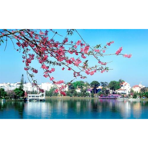 Ngẩn Ngơ Mùa Hoa Mai Anh Đào Đà Lạt