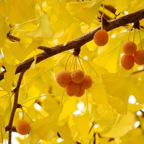 Hàn Quốc Mùa Thu "Thay Áo"