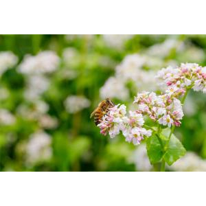 Du Lịch Mùa Hoa Tam Giác Mạch Hà Giang - Ng Văn - Cao Bằng - Thác Bản Giốc