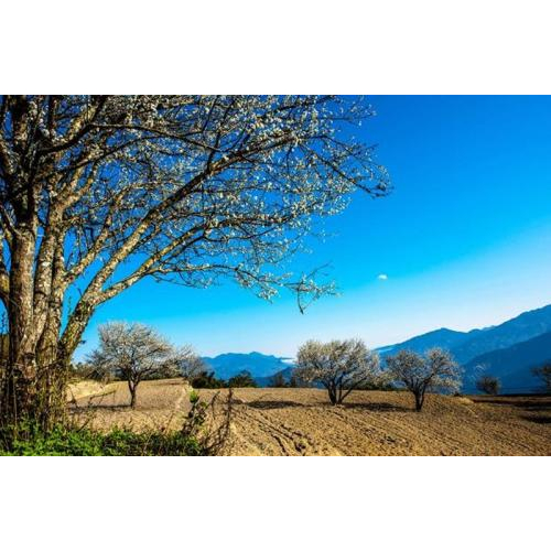 Vùng Tây Bắc Hoa Mận Nở Trắng Trời Tháng 3