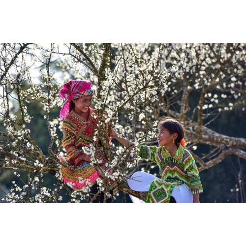 Vùng Tây Bắc Hoa Mận Nở Trắng Trời Tháng 3