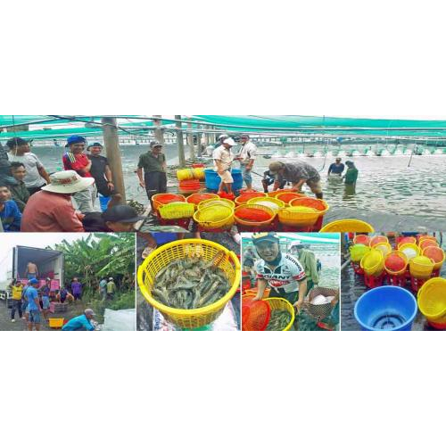 Từ Trần Đề đến Đất Mũi Cà Mau