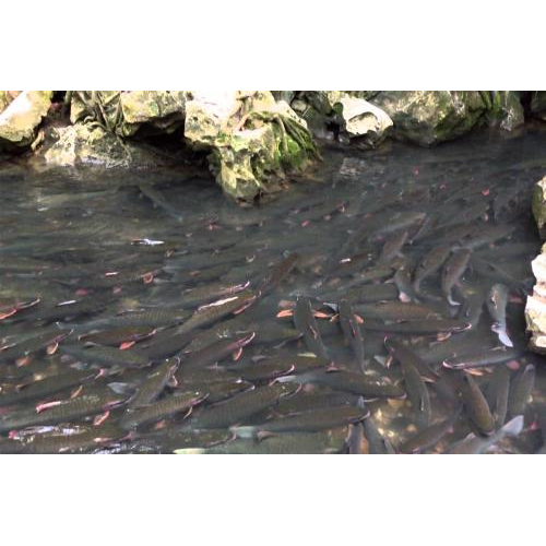 Du Lịch Thanh Hóa - Suối Cá Thần Cẩm Lương - Vườn Thú Safari - Đảo Chè Thanh Chương