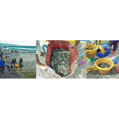 Từ Trần Đề đến Đất Mũi Cà Mau