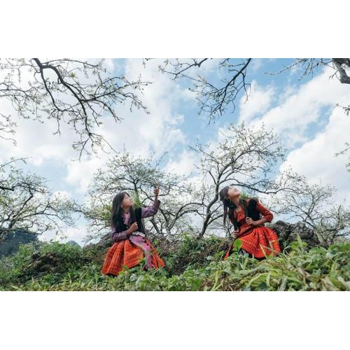 Vùng Tây Bắc Hoa Mận Nở Trắng Trời Tháng 3