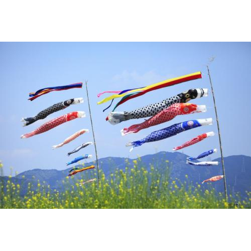 Lễ hội cá chép Koinobori Matsuri