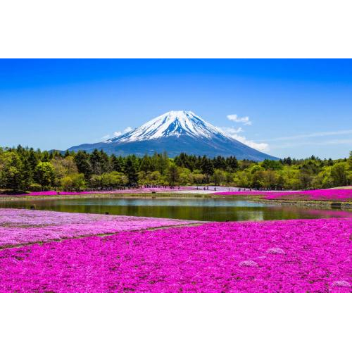 Du Lịch Nhật Bản: Narita - Tokyo - Hakone - Fuji
