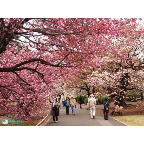 Chạm Tay Vào Ước Mơ Ngắm Hoa Anh Đào, Đơn Giản Với Tour Hàn Quốc 5 Ngày 4 Đêm