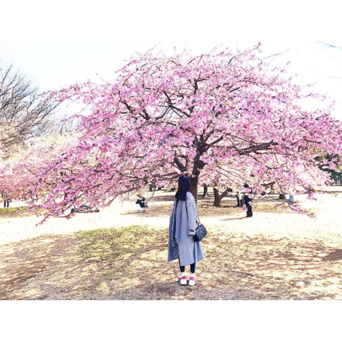 Bạn Nên Du Lịch Nhật Bản Mùa Nào Đẹp Nhất?