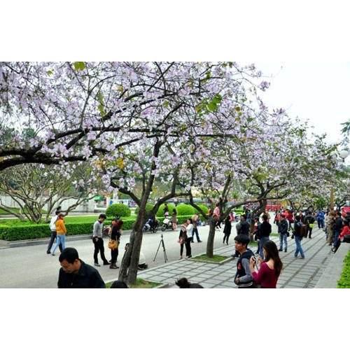 Lễ Hội Hoa Ban Điện Biên