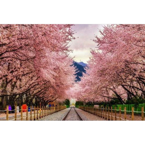 Mùa Hoa Anh Đào ... Nhé!