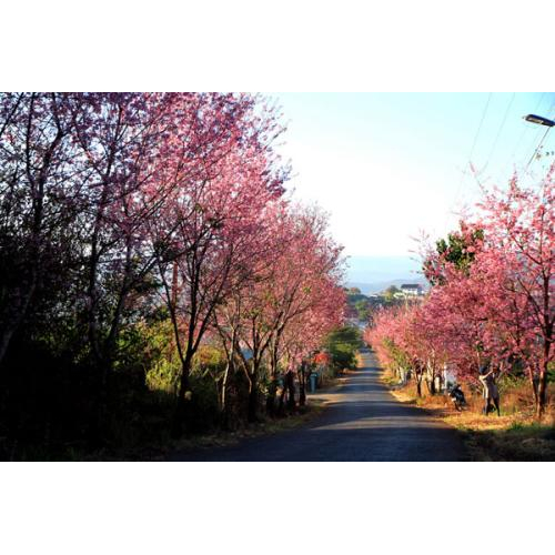 Ngẩn Ngơ Mùa Hoa Mai Anh Đào Đà Lạt