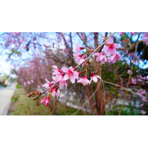 Ngẩn Ngơ Mùa Hoa Mai Anh Đào Đà Lạt