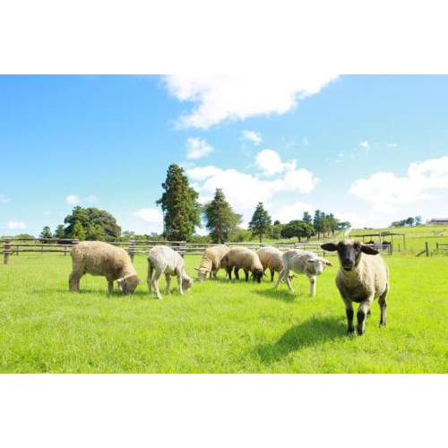 Những Điểm Check-in Quanh Hai Sân Bay Lớn Nhất Nhật Bản