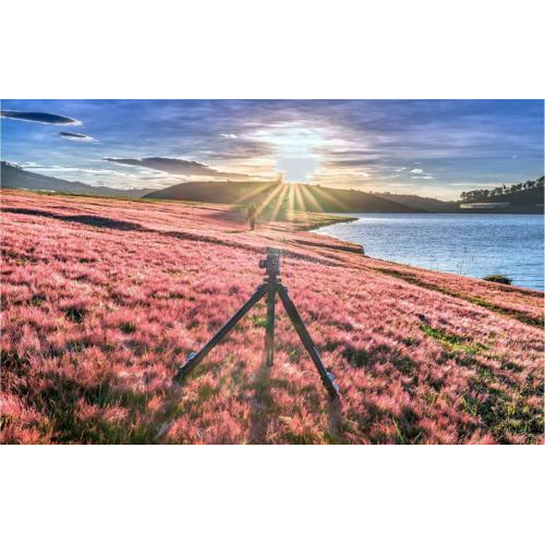 Mùa Cỏ Hồng Đà Lạt