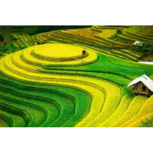 Đền Hùng - Mù Cang Chải - Điện Biên - Sơn La - Mộc Châu Mùa Lúa Chín