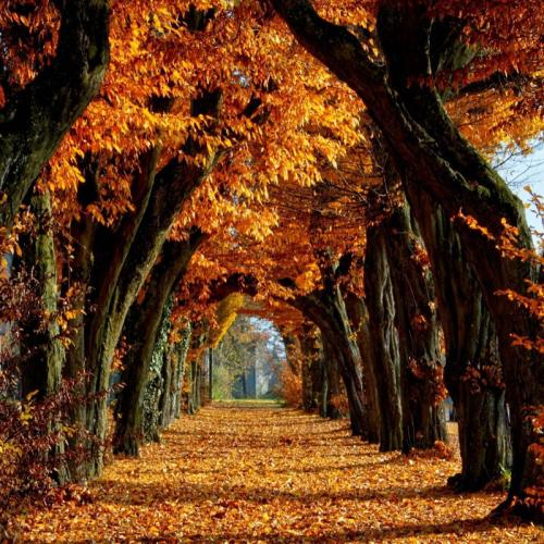 Mùa Thu Canada : Montreal - Quebec - Vancouver - Victoria