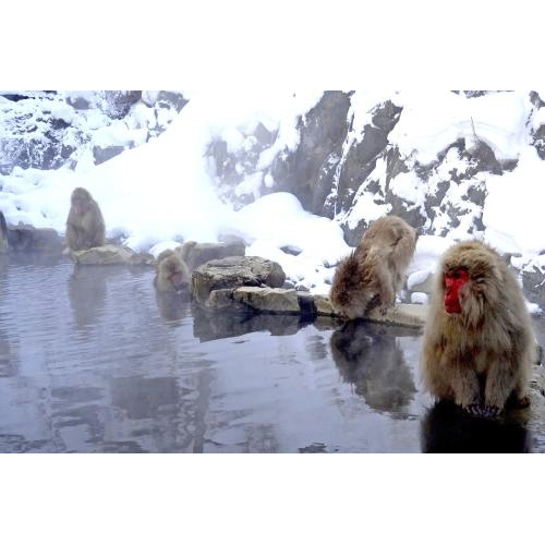 Du Lịch Nhật Bản Trượt Tuyết Fujiten : NARITA – YAMANASHI – TOKYO