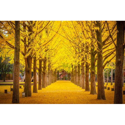 Du Lịch Hàn Quốc Mới : Seoul – Đảo Nami - Everland – Hoàng Cung(4n4đ)