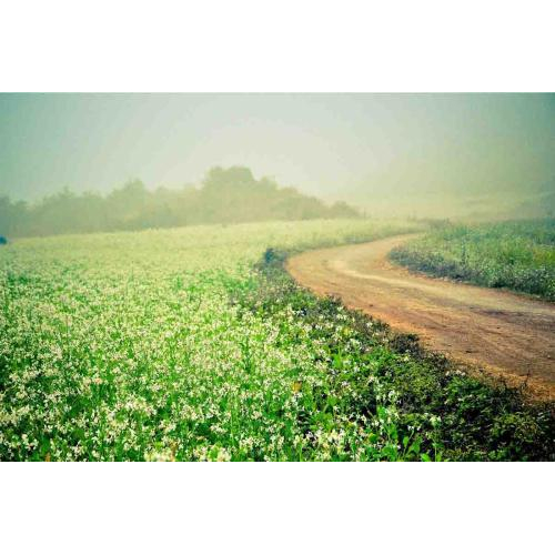 Du Lịch Tây Bắc (Mùa Cải Trắng)