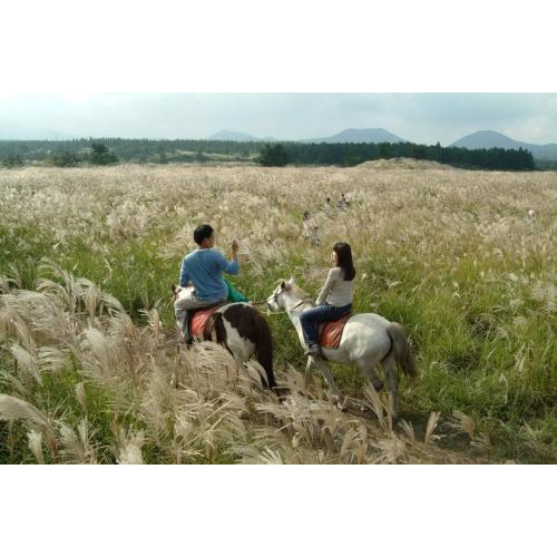 Thiên Đường Nghỉ Dưỡng Tuyệt Vời Cho Khách Du Lịch Tại Đảo Jeju