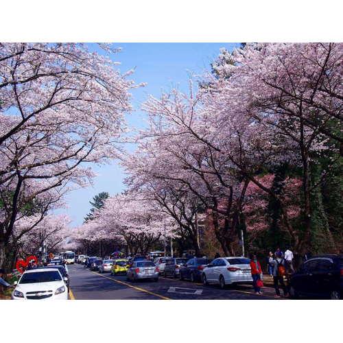 Top 5 Lễ Hội Tại Hàn Quốc Bạn Không Nên Bỏ qua Khi Đến Hàn Quốc