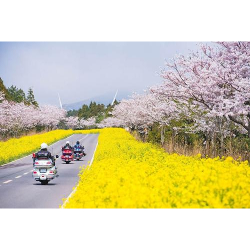 Mùa Hoa Anh Đào ... Nhé!