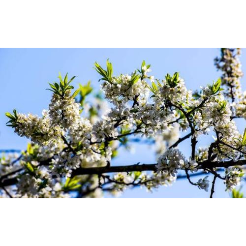 Vùng Tây Bắc Hoa Mận Nở Trắng Trời Tháng 3