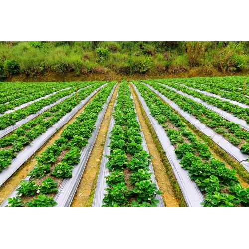 Du Lịch Đà Lạt - Trang Trại Rau & Hoa Đường Hầm Iêu Khắc - Cà Phê Mê Linh - Chùa Linh Ấn