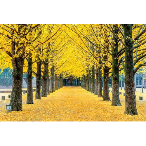 Hàn Quốc Mùa Thu