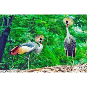 Thảo Cầm Viên Sài Gòn