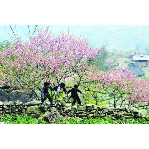 Mộc Châu Mùa Hoa Mận – Hoa Đào