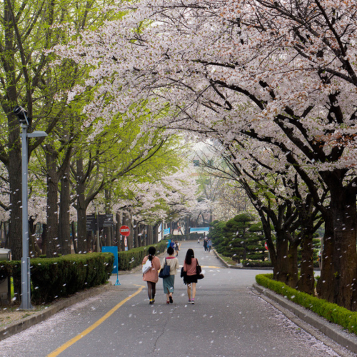 Kinh Nghiệm Du Lịch Hàn Quốc Vào Mùa Hè Tháng 6,7,8