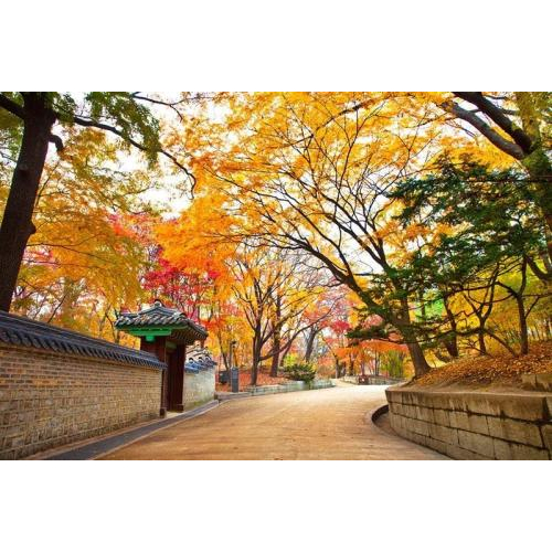 Top 5 Trải Nghiệm Thú Vị Bạn Nên Biết Khi Đến Du Lịch Hàn Quốc Vào Mùa Thu