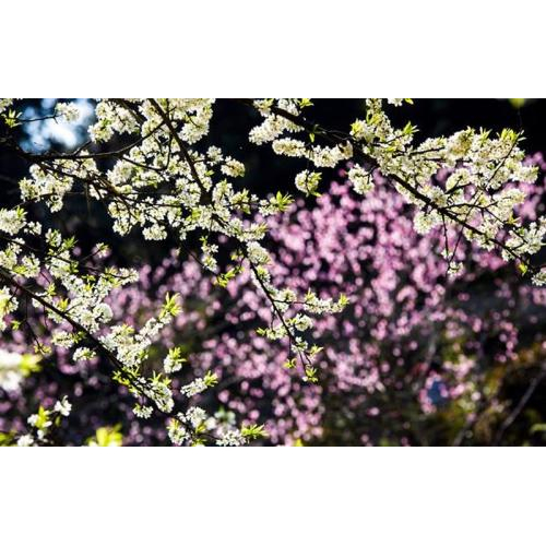 Vùng Tây Bắc Hoa Mận Nở Trắng Trời Tháng 3