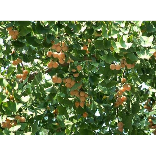 Hàn Quốc Mùa Thu