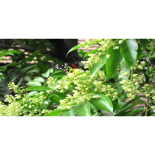 Hà Nội Mùa Hoa Sấu