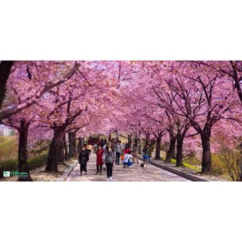 Chạm Tay Vào Ước Mơ Ngắm Hoa Anh Đào, Đơn Giản Với Tour Hàn Quốc 5 Ngày 4 Đêm