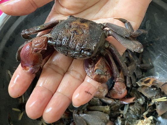 Về Bạc Liêu bắt ba khía hội