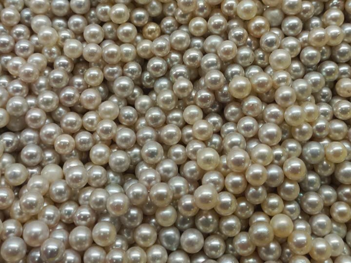 Chuyên dòng ngọc trai Akoya nuôi cấy tại nông trại Nha Trang