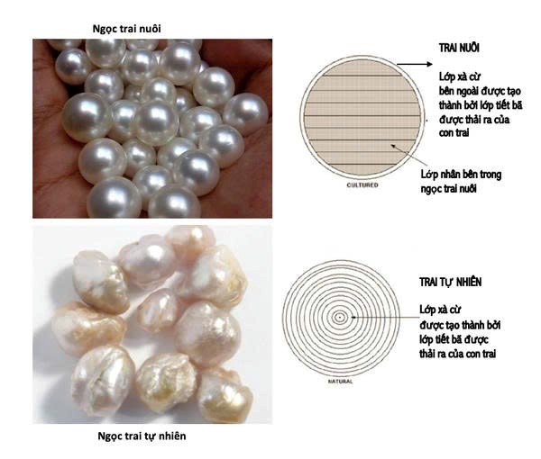 Ngoại hình và chất lượng thẩm mỹ