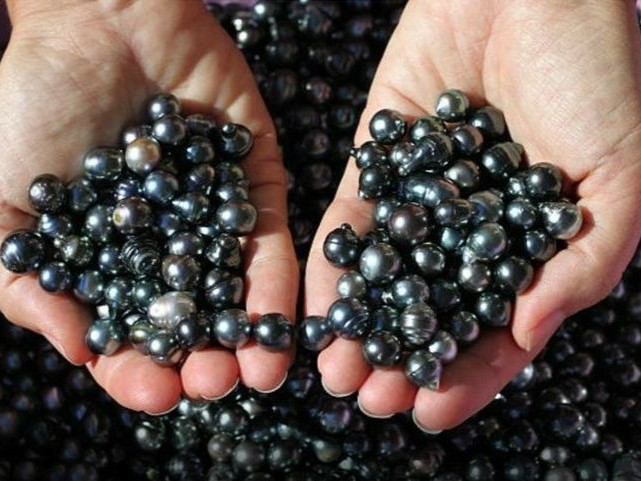 Khác biệt của ngọc trai tự nhiên và ngọc trai nuôi về độ khan hiếm