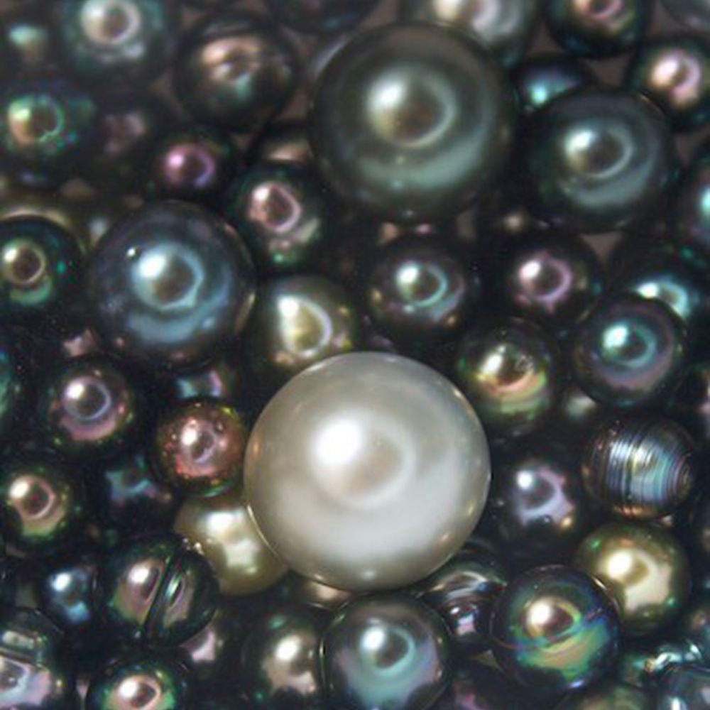 Ngọc Trai Tahiti – Vẻ Đẹp Hắc Ngọc Từ Đại Dương Sâu Thẳm