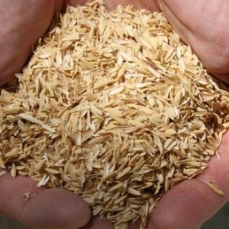 Sinh Viên Dùng Trấu Và Chùm Ngây Xử Lý Kháng Sinh Trong Nước Thải