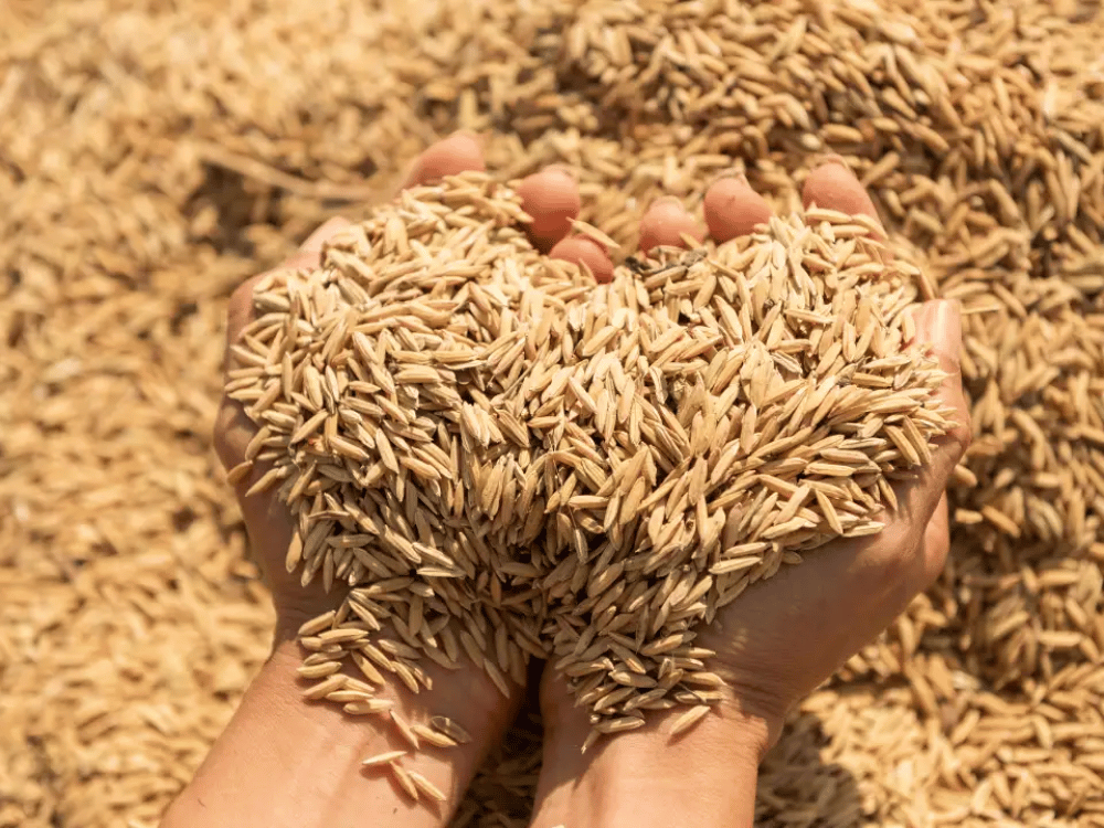 Công dụng và ưu nhược điểm của trấu hun