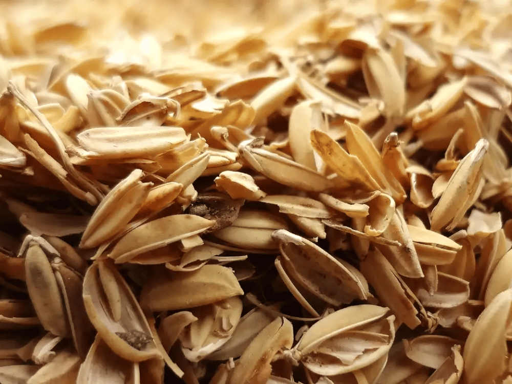 Công dụng của trấu sống