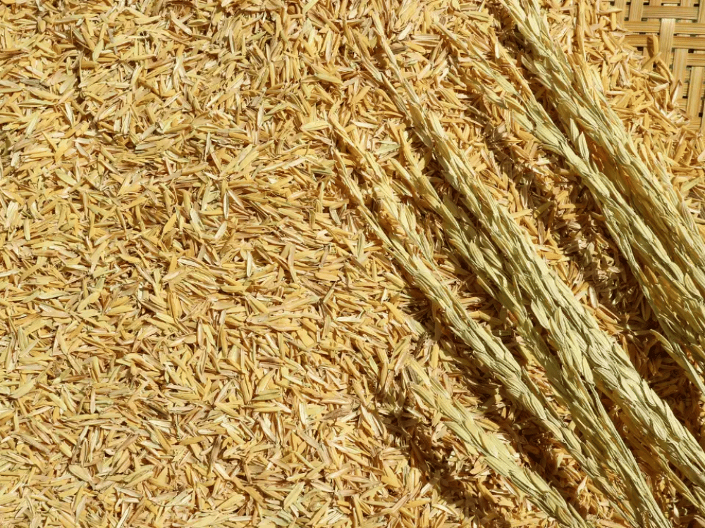 Trấu hun hay trấu sống tốt hơn?